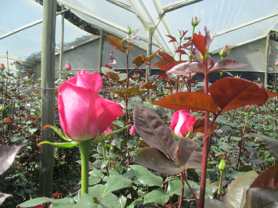 Producción de rosas