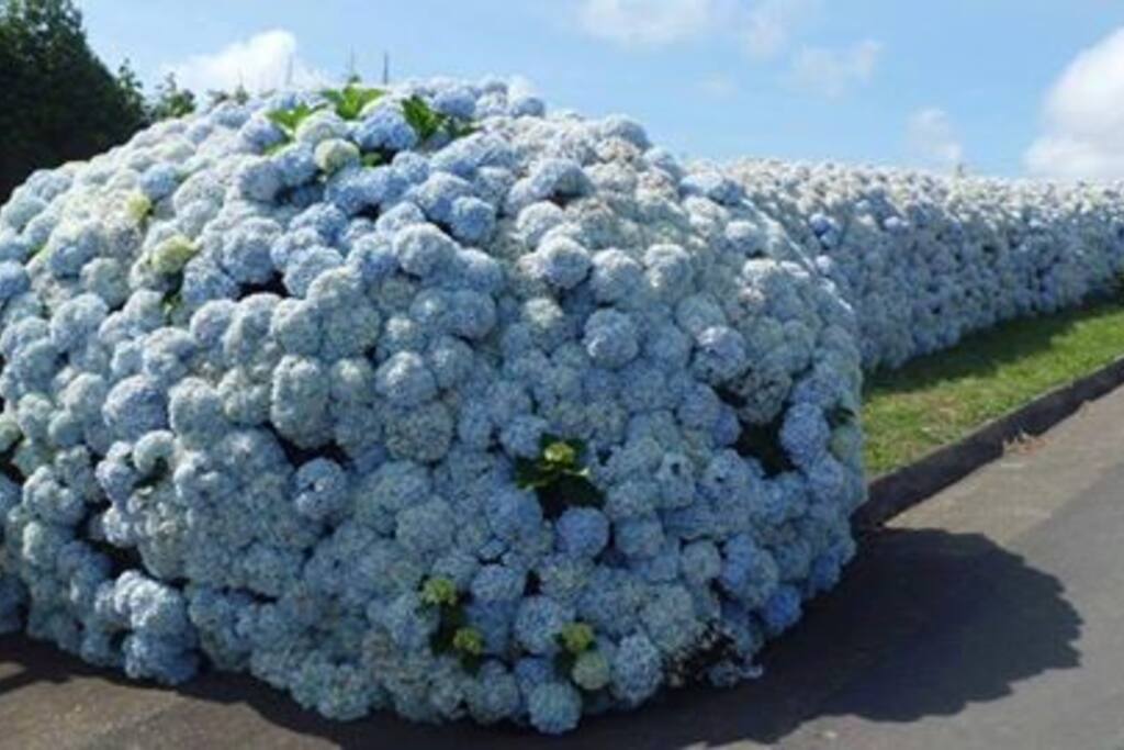 As Hortências já na rua do condomínio