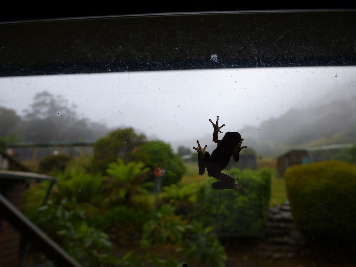A frog clings to a foggy window, its silhouette visible against a backdrop of lush greenery and misty hills. The scene captures the tranquility of nature, with hints of foliage and distant structures blurred by the fog.