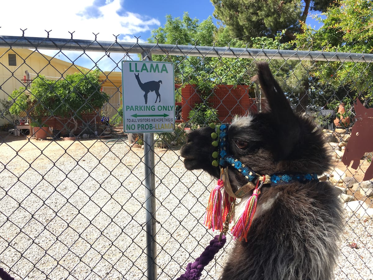 25 Unique and Amazing Palm Springs Experiences 22 Llama