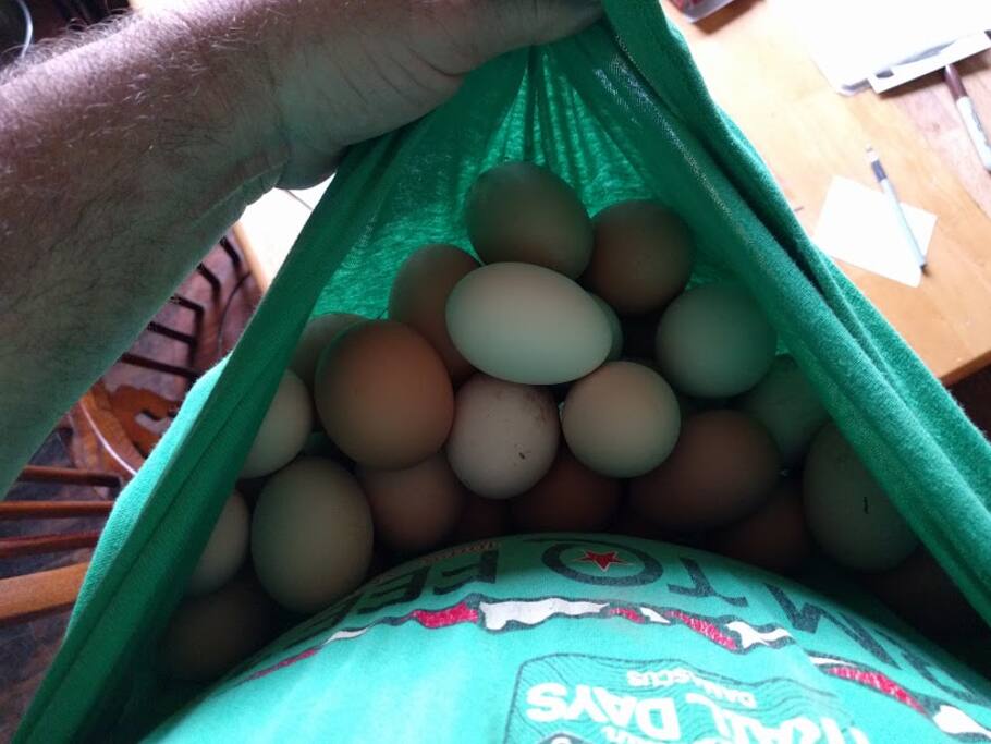 Collect eggs with us