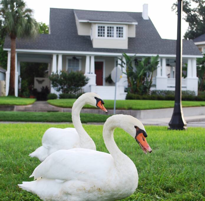 Lake Morton swan sanctuary