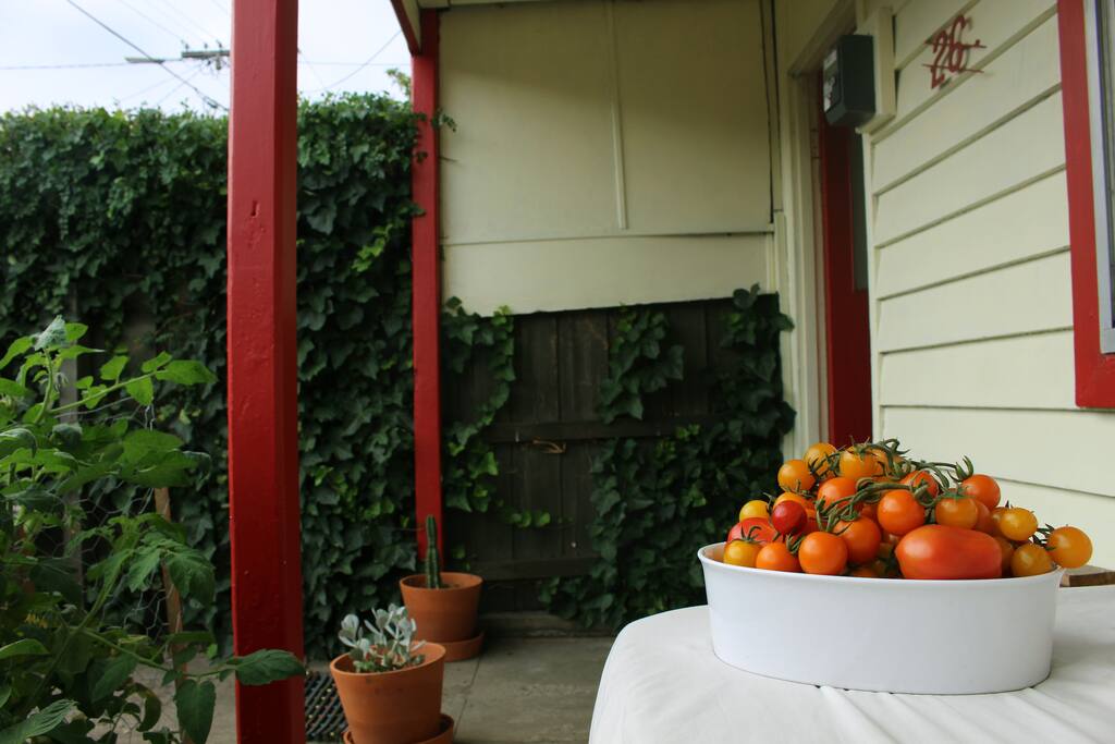 Tomatoes from our garden