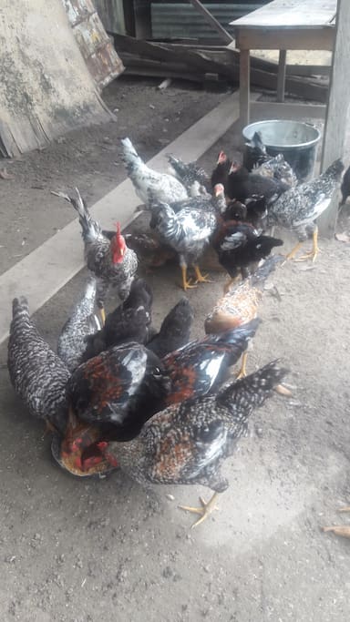 Crianza de aves domesticas en el lugar