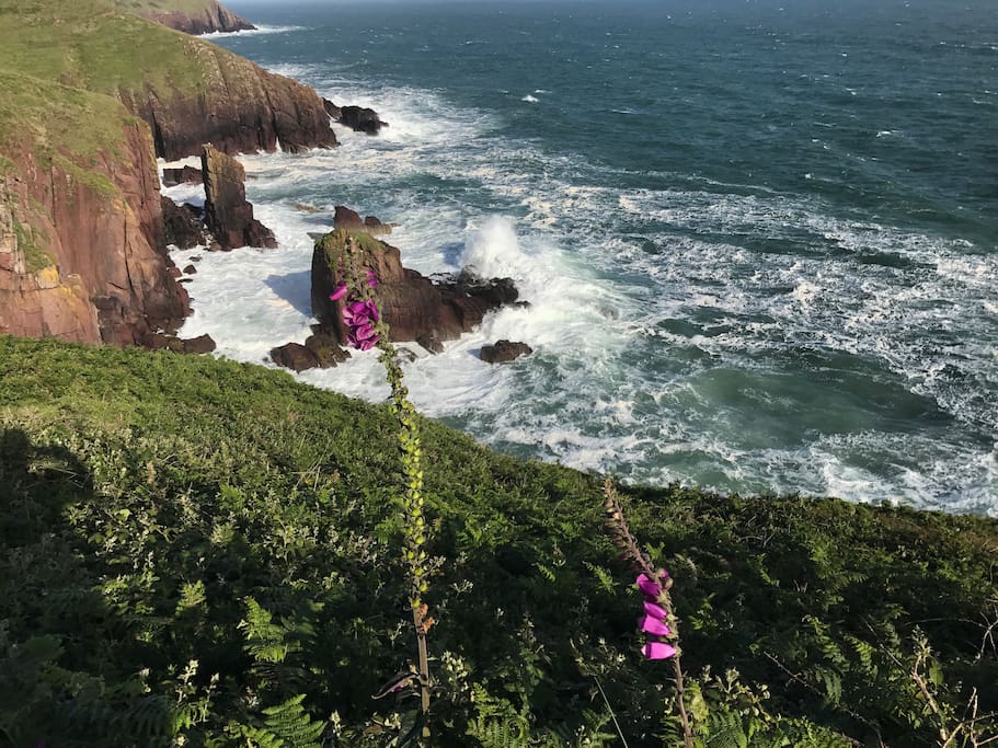 Follow the coast path out of Tenby for spectacular scenery