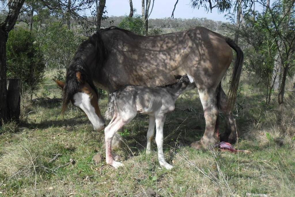 Old Queenslander on the Range - Houses for Rent in 