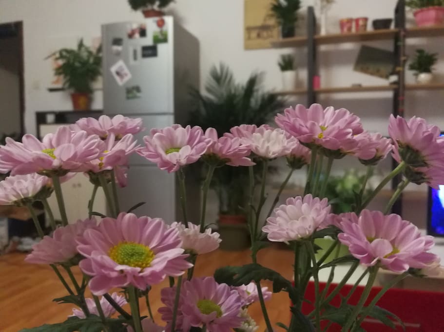 饭桌上的雏菊
