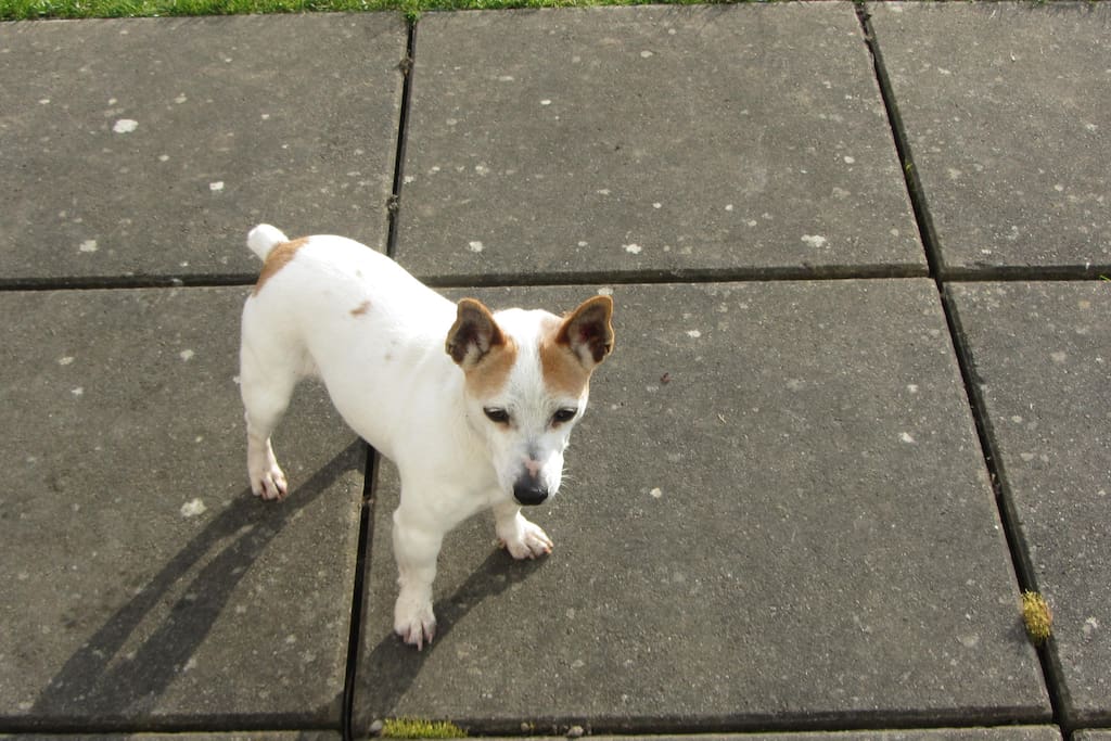 Scout my dog