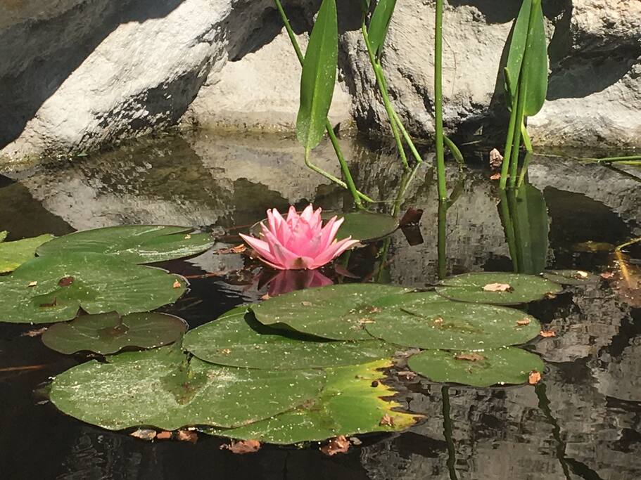 Lilies under the cliff