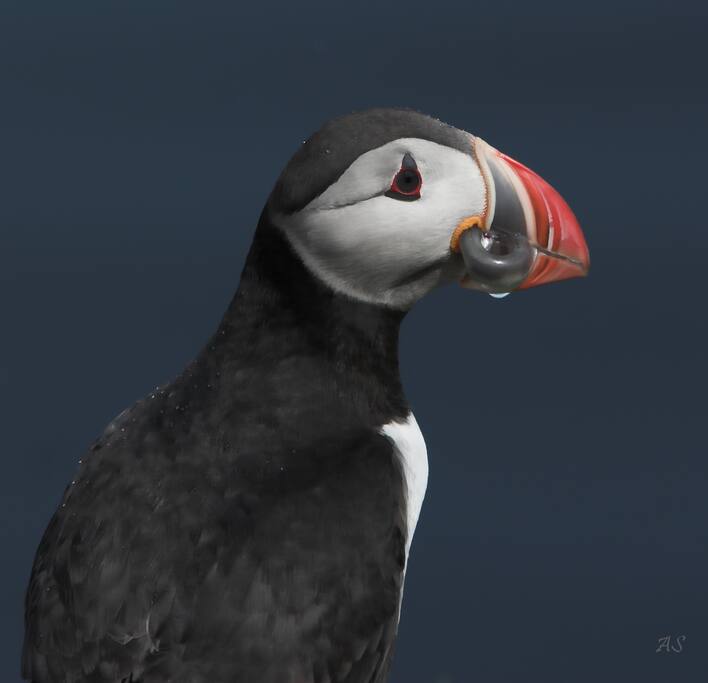 Puffin island close by
