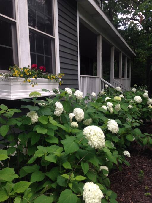 Hydrangeas