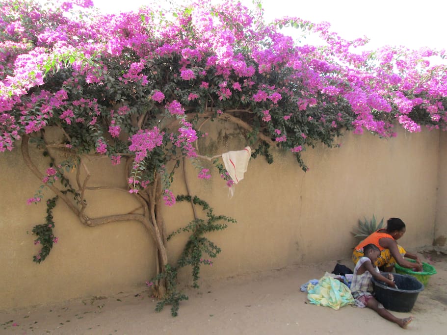 .... au travail sous le bougainvillier