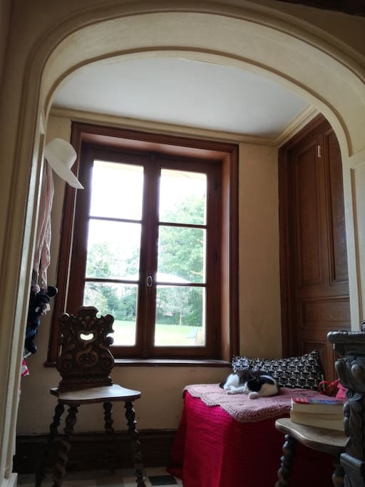 Chaton accueillant dans l'entrée