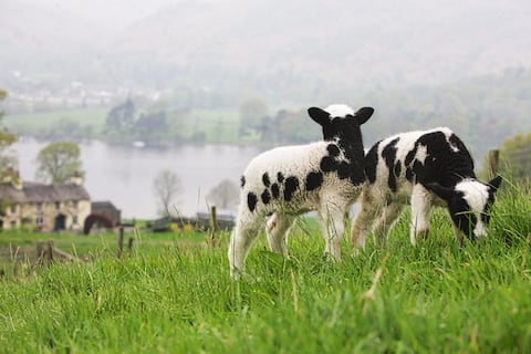 Successful Airbnb property: Swallows & Amazons cottage - Loft in Coniston