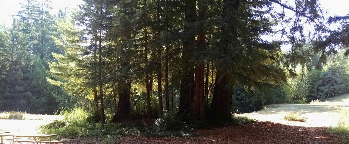 Rustic Cottage, Redwoods, Beaches.