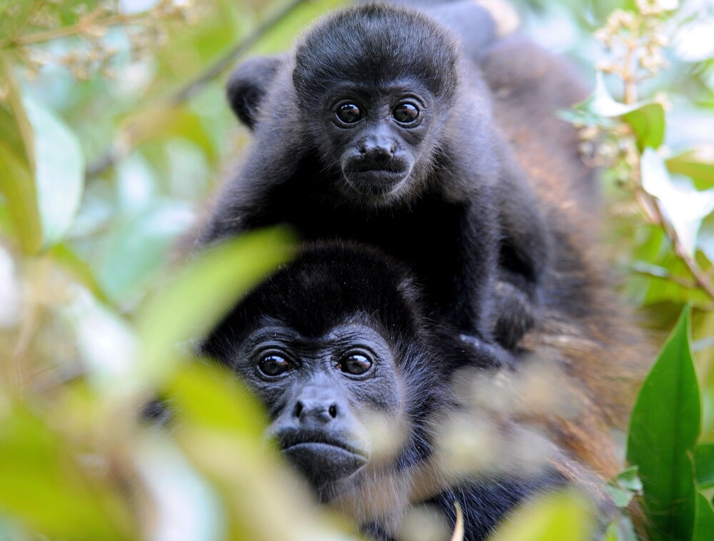 A close-up image of a howler monkey surrounded by lush green foliage. The soft fur of the monkey is visible, blending into the natural environment. Leaves create a textured backdrop, emphasizing the animal's presence in its habitat.
