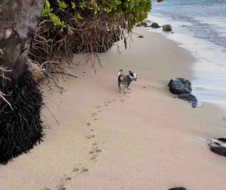 Sandy Paws: Dog-friendly Stay Near The Beach - Honolulu