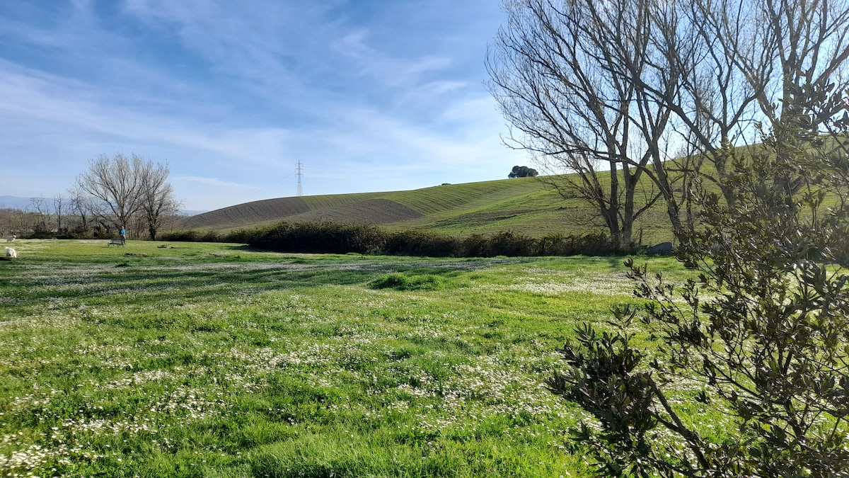 A serene landscape is captured, showcasing a lush green field adorned with wildflowers. Rolling hills extend into the distance under a clear blue sky, flanked by bare trees. The natural environment reflects tranquility and is set in a peaceful, rural area.