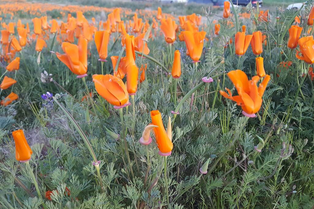 just 15 miles away - California poppies super bloom season - early April