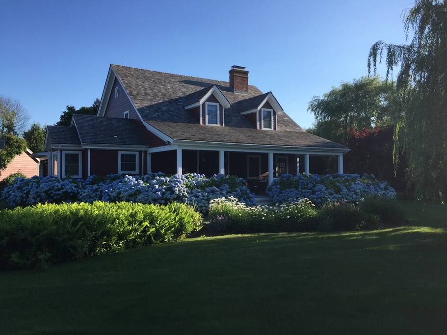 Hydrangeas in bloom
