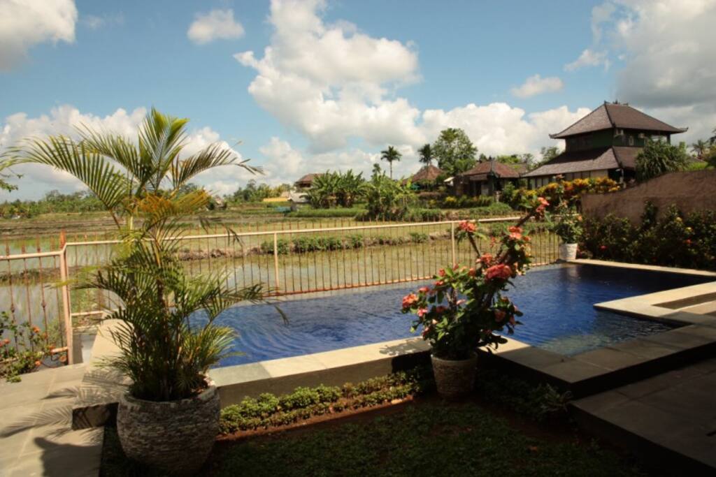 View over the rice fields. Ever changing.