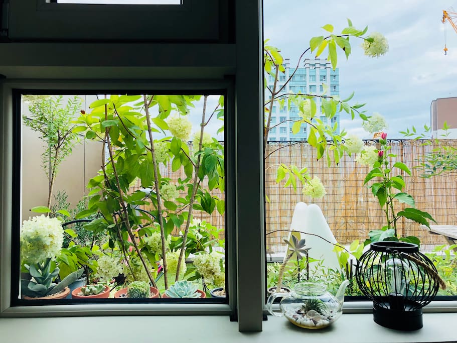 제가 사랑하는 나무인 목수국을 창문으로
볼 수 있어요 사랑스러운 나무죠?
I love my trees.