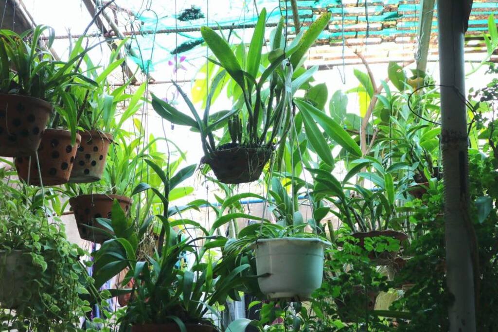 Vườn lan tại Cô Tư's Homestay