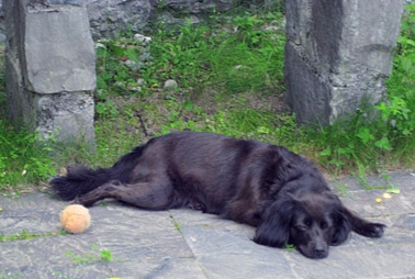 A black dog lies comfortably on a stone surface, positioned next to a light brown ball. The surrounding grass and natural elements suggest a tranquil outdoor setting.