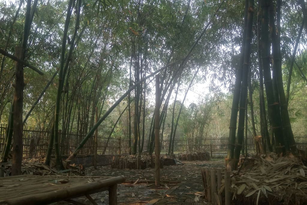 Organic Bamboo tree