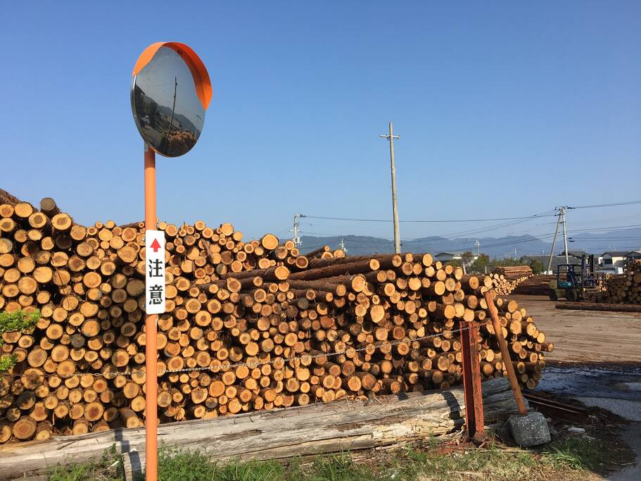 近所の貯木場には、山から切り出されたばかりの丸太がうず高く積まれています。