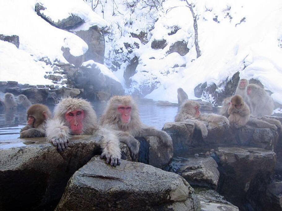 Snow monkey at Jigokudani Yaen kouen