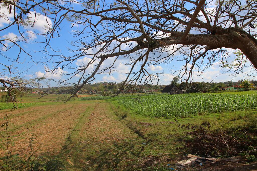 Fincas de produccion de tabaco y cafe.