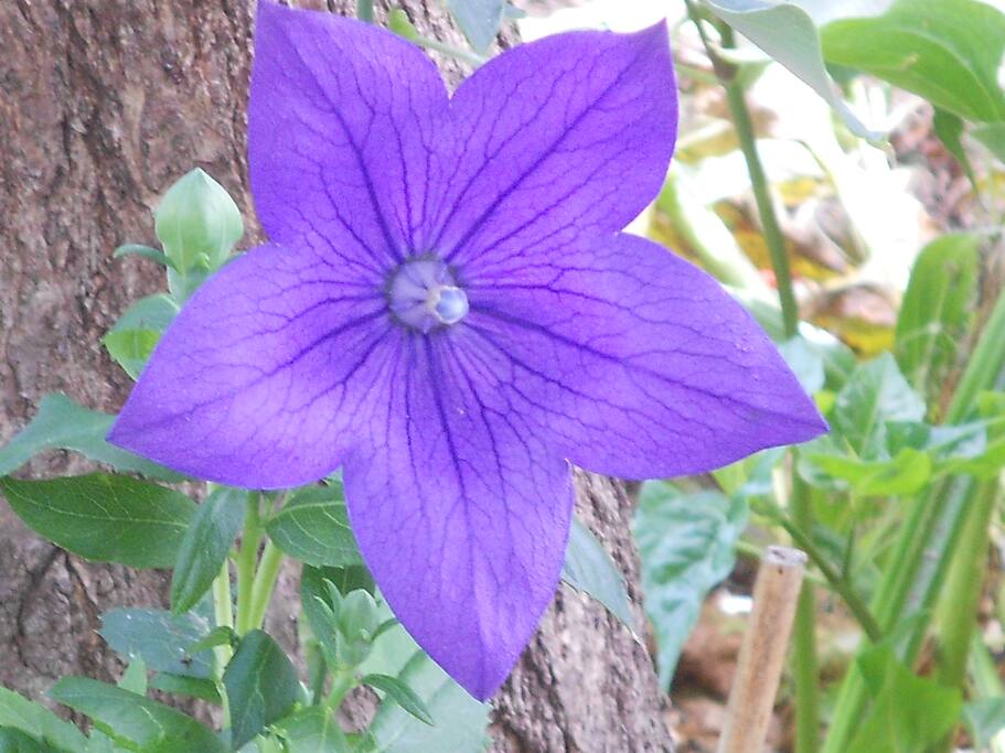 Il giardino è fiorito .