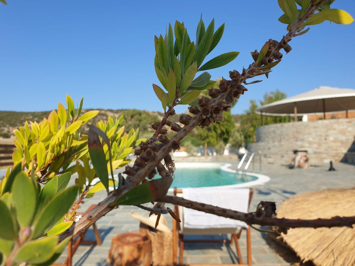 A vibrant branch with green leaves is in the foreground, while a spacious pool surrounded by stone tiles is visible in the background. Sun loungers and a shaded seating area can be seen, along with a sun umbrella, all set against a clear blue sky.