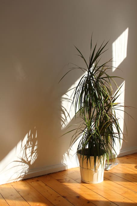 sunny Palm