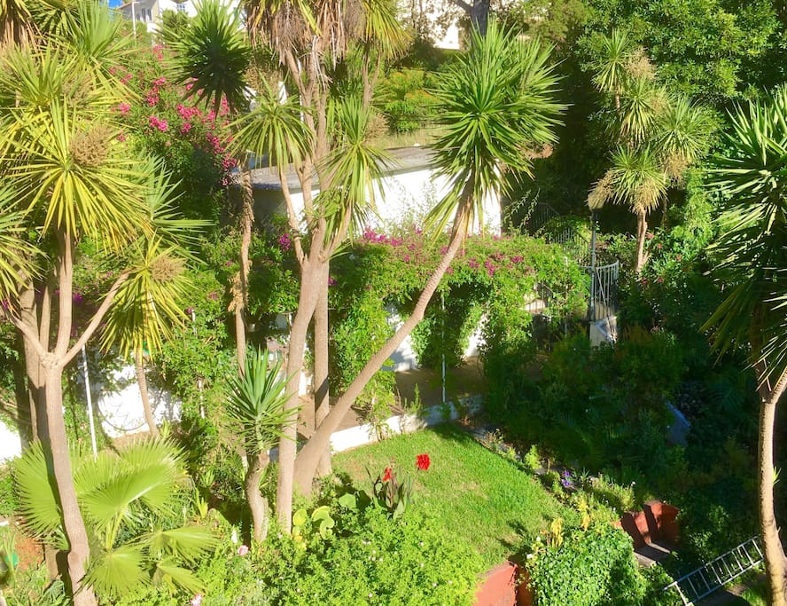 the garden