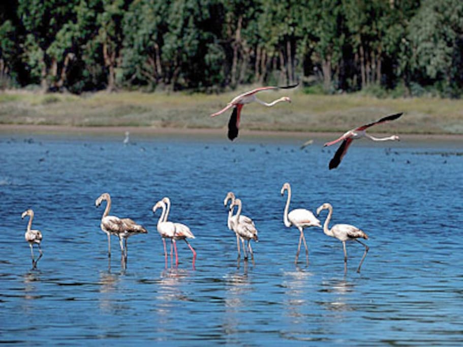 Flamingos na Lagoa Óbidos