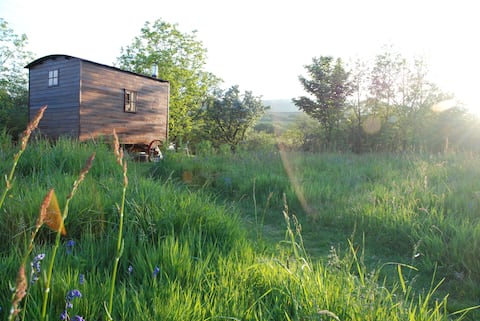 Magical Off-grid Shepherd's Hut, Pembrokeshire