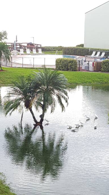 Beautiful View from Balcony!