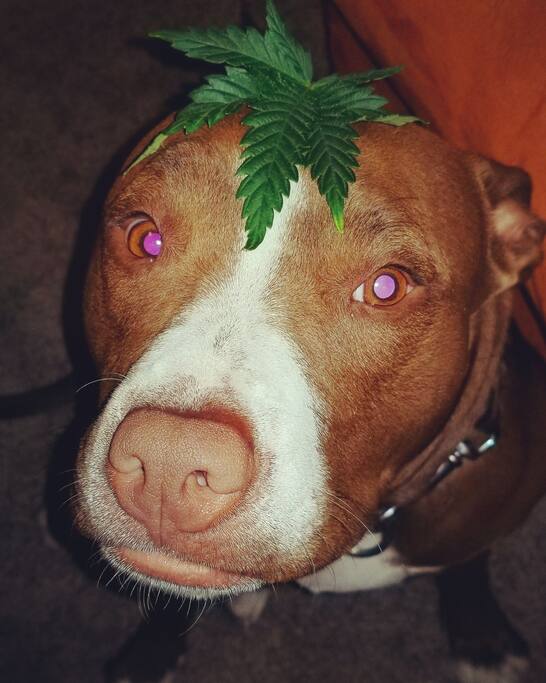 my leaf head