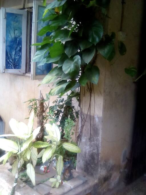 Image Result For Garden Center Mapusa Image Result For Garden Center Mapusa