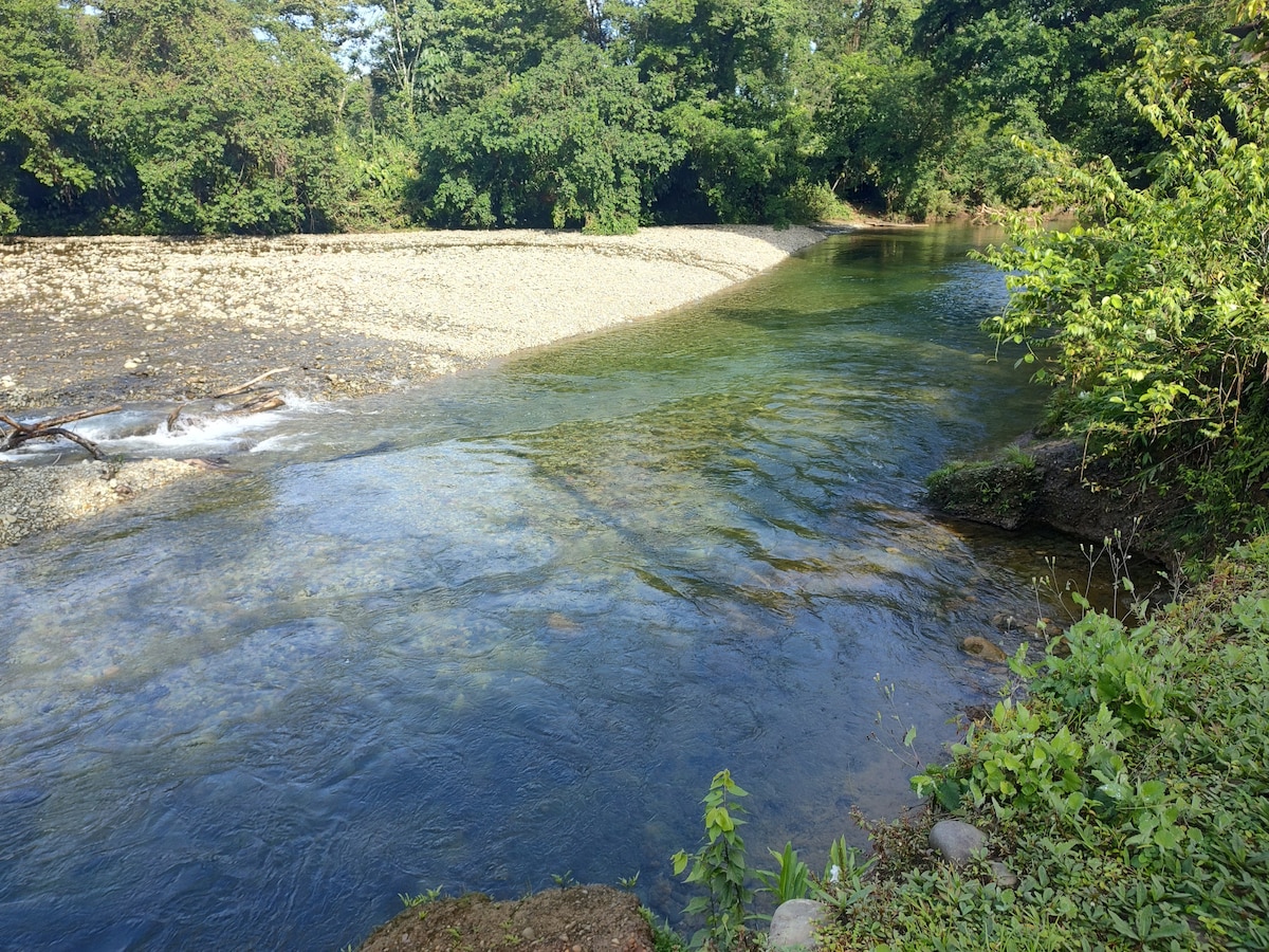 A gently flowing river is surrounded by lush greenery, with smooth stones visible along the bank. Sunlight reflects off the clear water, creating a serene and tranquil environment. The river bends softly through the landscape, complemented by a mixture of aquatic plants and shoreline vegetation.