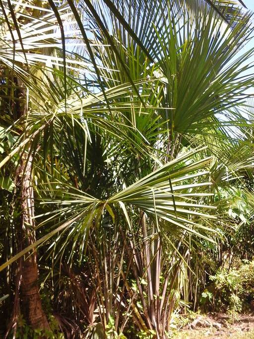 Livistona Australlis