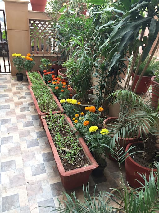 Guests can enjoy in a small lawn with potted plants and flowers.