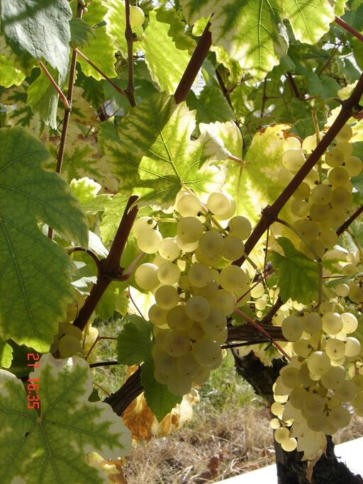 Vignes à raisin de table