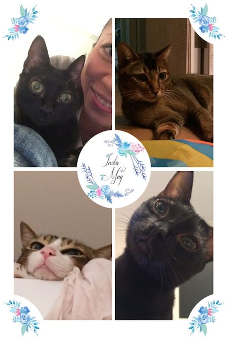Your 3 cat-mates & I welcome you & will be staying in apartment