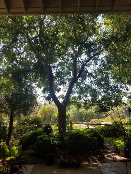 Laguna Woods Room For Rent Laguna Woods Room For Rent