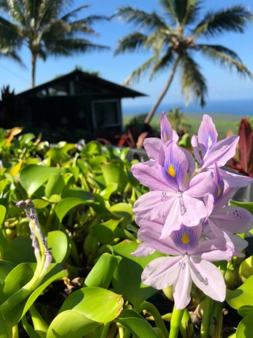 Koi pond w/ Kealakekua Bay Cottage in the background
