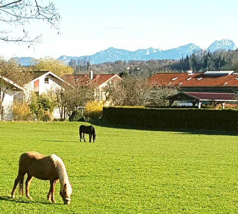 Our neighbors
