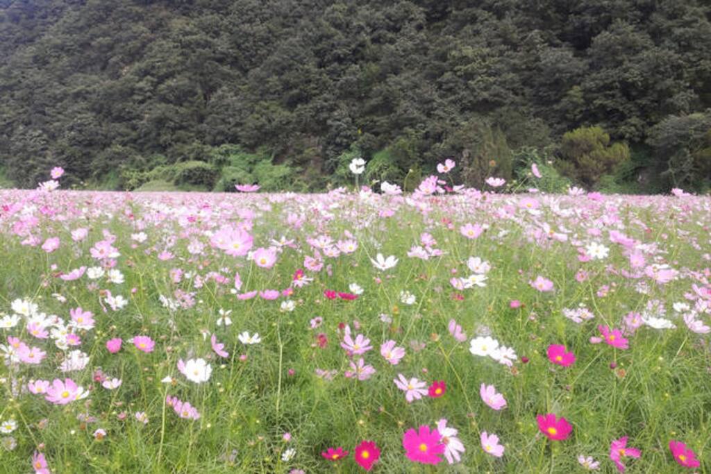 2016년 3월부터 예약하시고, 머무르는 분들께는 가야산에서 채취한 야생화 꽃차-2015년-매년 채취상황에 따라 달라집니다-를 선물해 드리겠읍니다.
약재명으로는 "추영"이라 불리워지며, 철분 보강,어린이 키성장, 충혈및 붓기 증상의 완화를 가져다 줍니다.
약, 20그램으로 유리병에 포장되어 있읍니다.